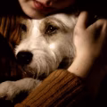 Un oceano amore negli occhi di ogni cane