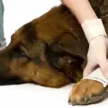 Dog sitter in bici elettrica trascina cane per 6 chilometri