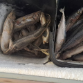 100 chili di pesce cattivo sequestrati a Napoli