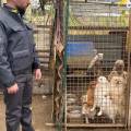 Cani tenuti in pessime condizioni igieniche in allevamento abusivo