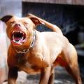 Ischia: pitbull abbattuto durante attacco a una donna