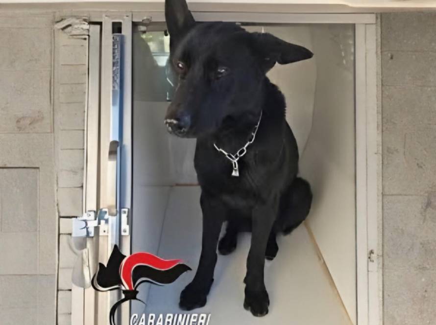 Thelma e l’infallibile fiuto antidroga