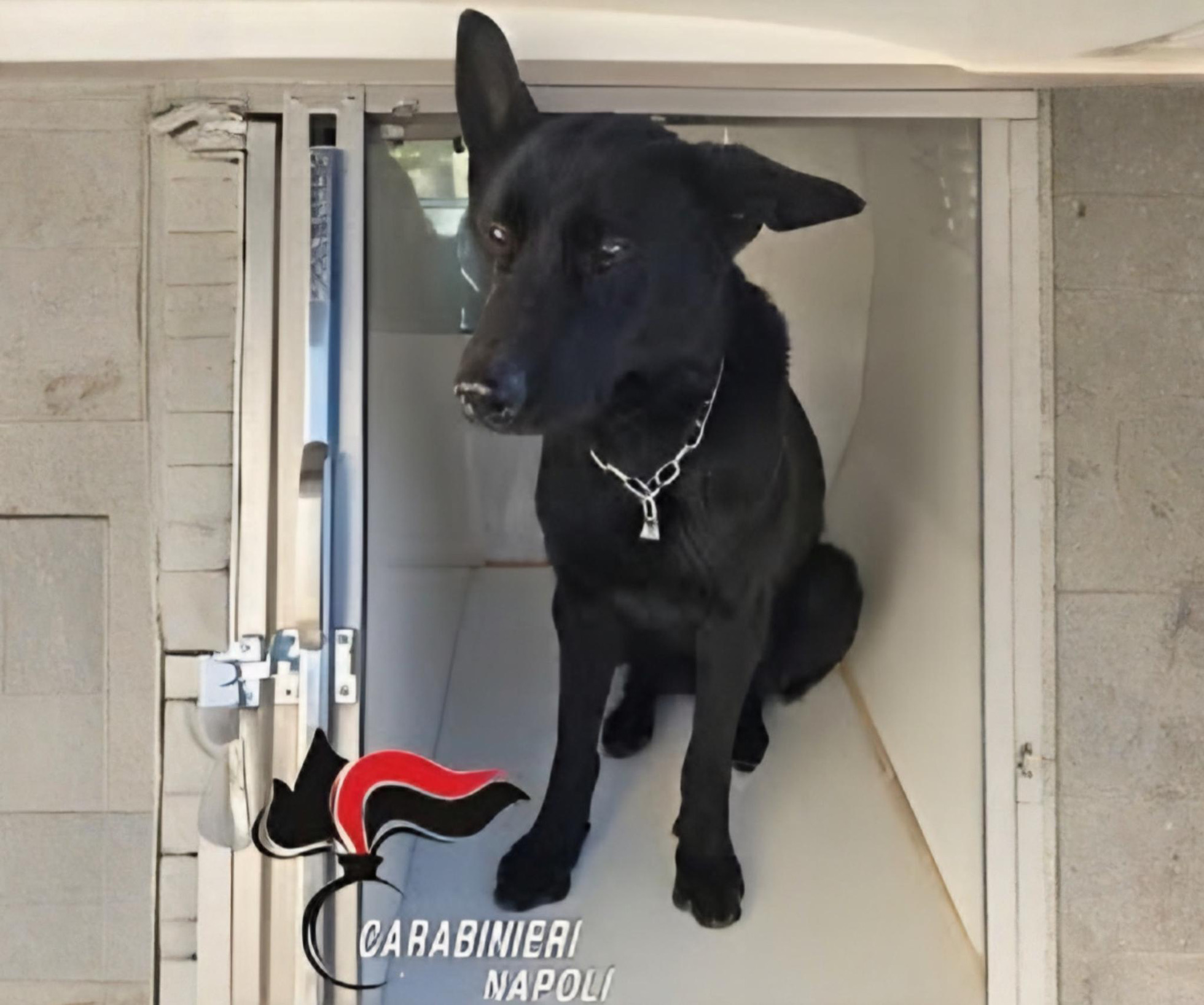 Thelma e l’infallibile fiuto antidroga