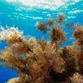 Centri nazionali di ricerca per la tutela della biodiversità