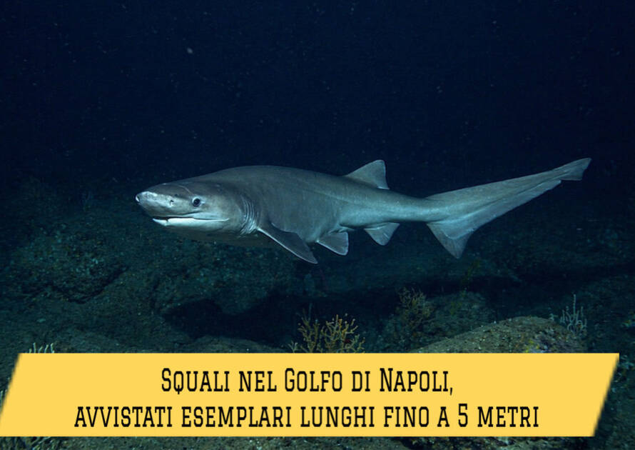 popolazione di squali capopiatto nel Golfo di Napoli