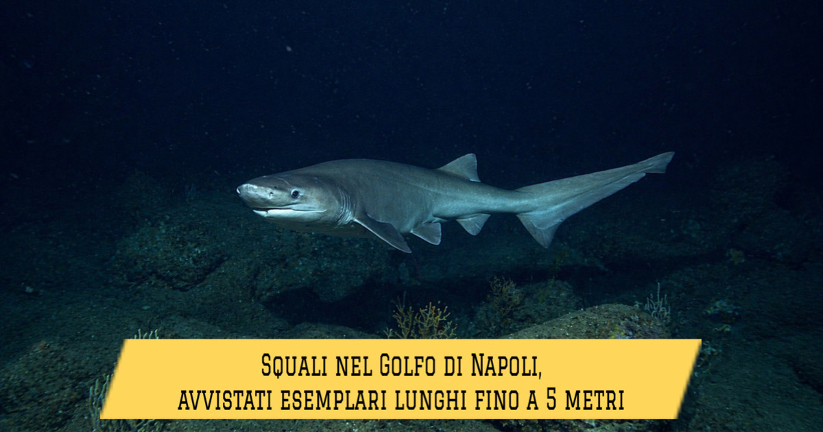popolazione di squali capopiatto nel Golfo di Napoli
