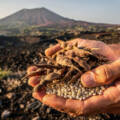 La cicerchia dei Campi Flegrei: un legume apprezzato già dagli antichi Romani