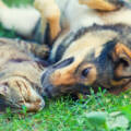 Un’asta per aiutare gli animali