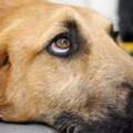 Fido: attenti al caldo, le precauzioni per loro