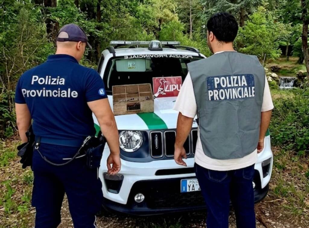 Oltre duecento uccellini in gabbia, in una casa nel Casertano