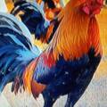 In Irpinia il gallo che canta di notte