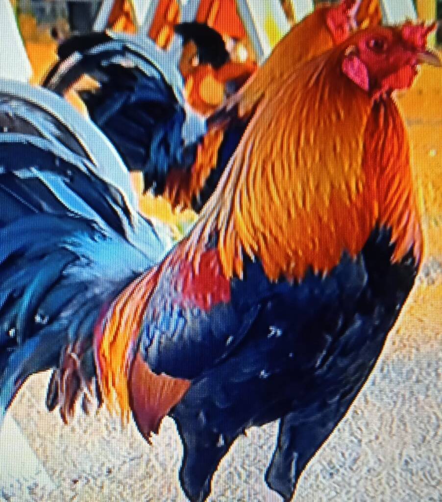 In Irpinia il gallo che canta di notte