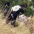 Tre escursioniste bloccate sul Faito dai cani di un gregge