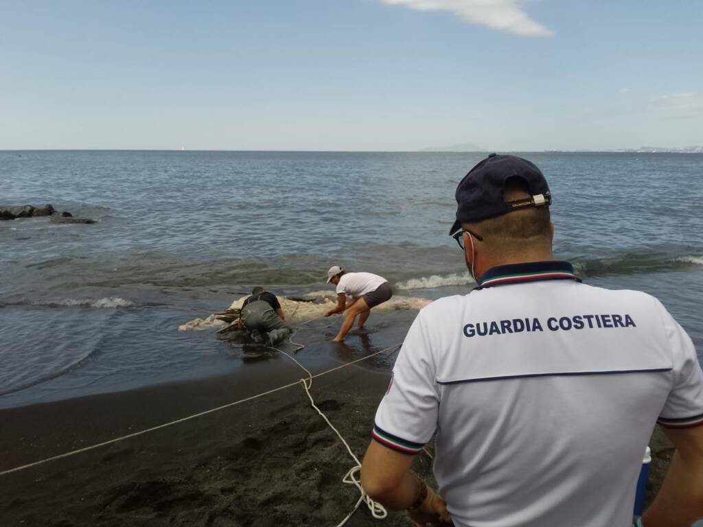 Carcassa di capodoglio si spiaggia a Torre del Greco
